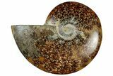 Polished Cretaceous Ammonite (Cleoniceras) Fossil - Madagascar #305934-1